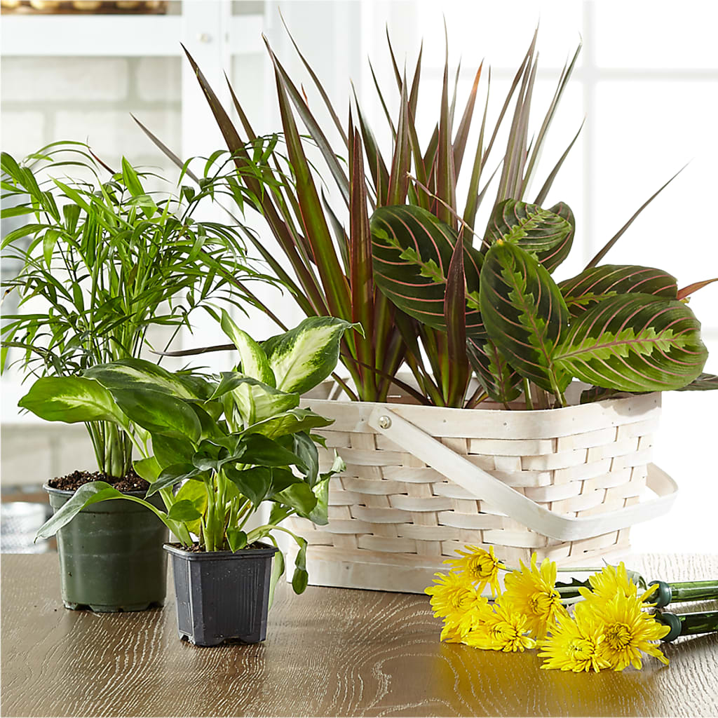 Florist Designed Blooming and Green Plants in a Basket – Overnightflowerdelivery.com, Tontitown AR