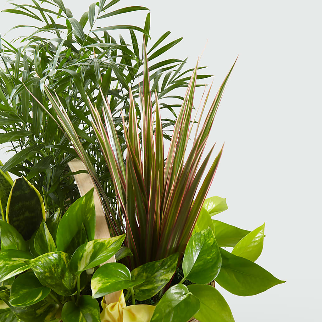 French Garden – Overnightflowerdelivery.com, Tontitown AR