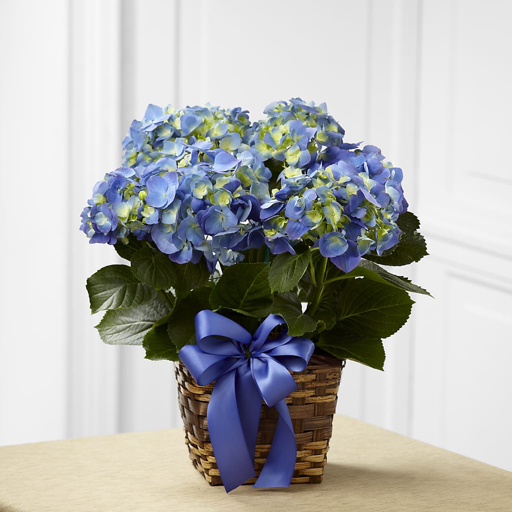 Blue Hydrangea Planter – Overnightflowerdelivery.com, Tontitown AR