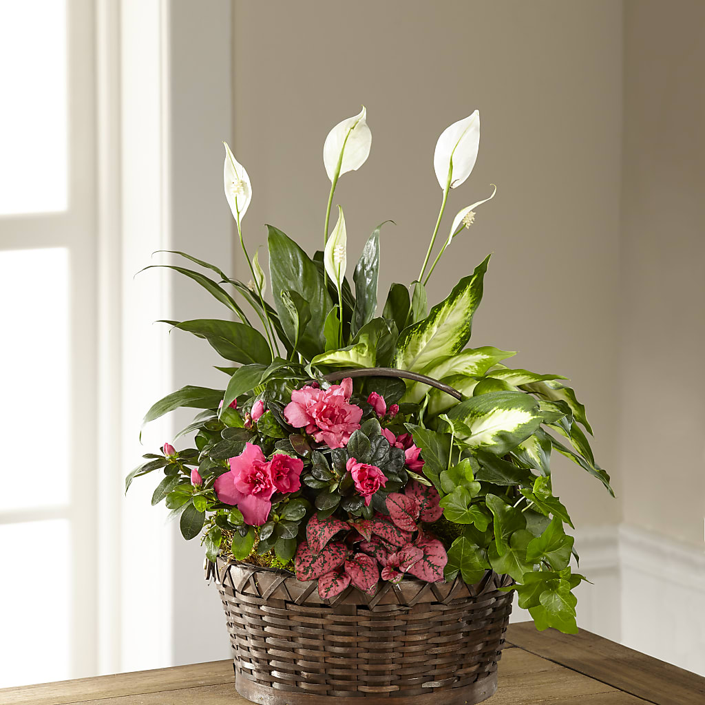 Dream in Pink Dishgarden – Overnightflowerdelivery.com, Tontitown AR