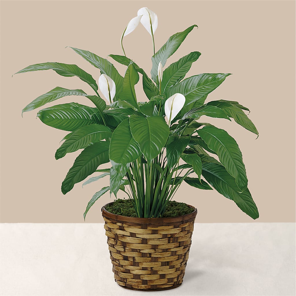 Tranquil Moments Peace Lily Plant – Overnightflowerdelivery.com, Tontitown AR