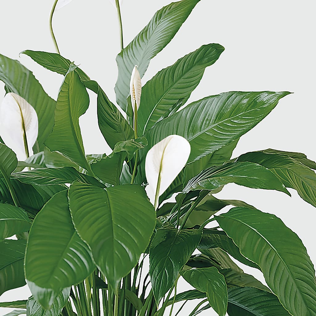 Tranquil Moments Peace Lily Plant – Overnightflowerdelivery.com, Tontitown AR