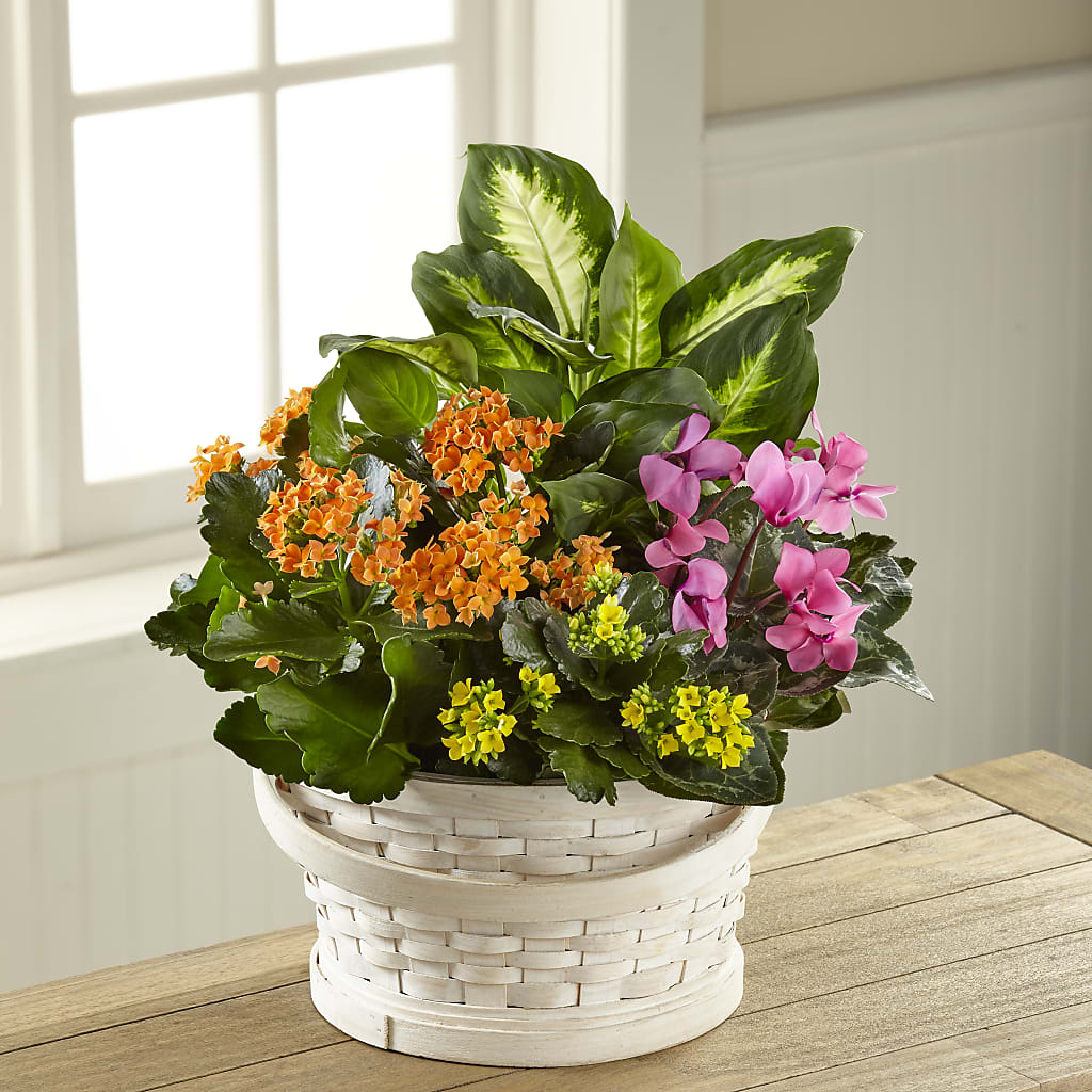 Color Crush Dishgarden – Overnightflowerdelivery.com, Tontitown AR