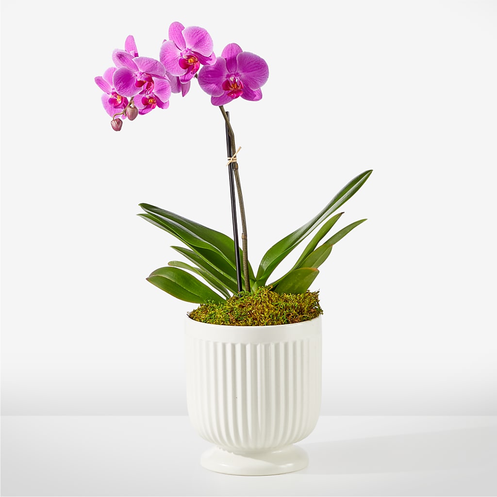 Friendly Fuchsia Orchid – Overnightflowerdelivery.com, Tontitown AR