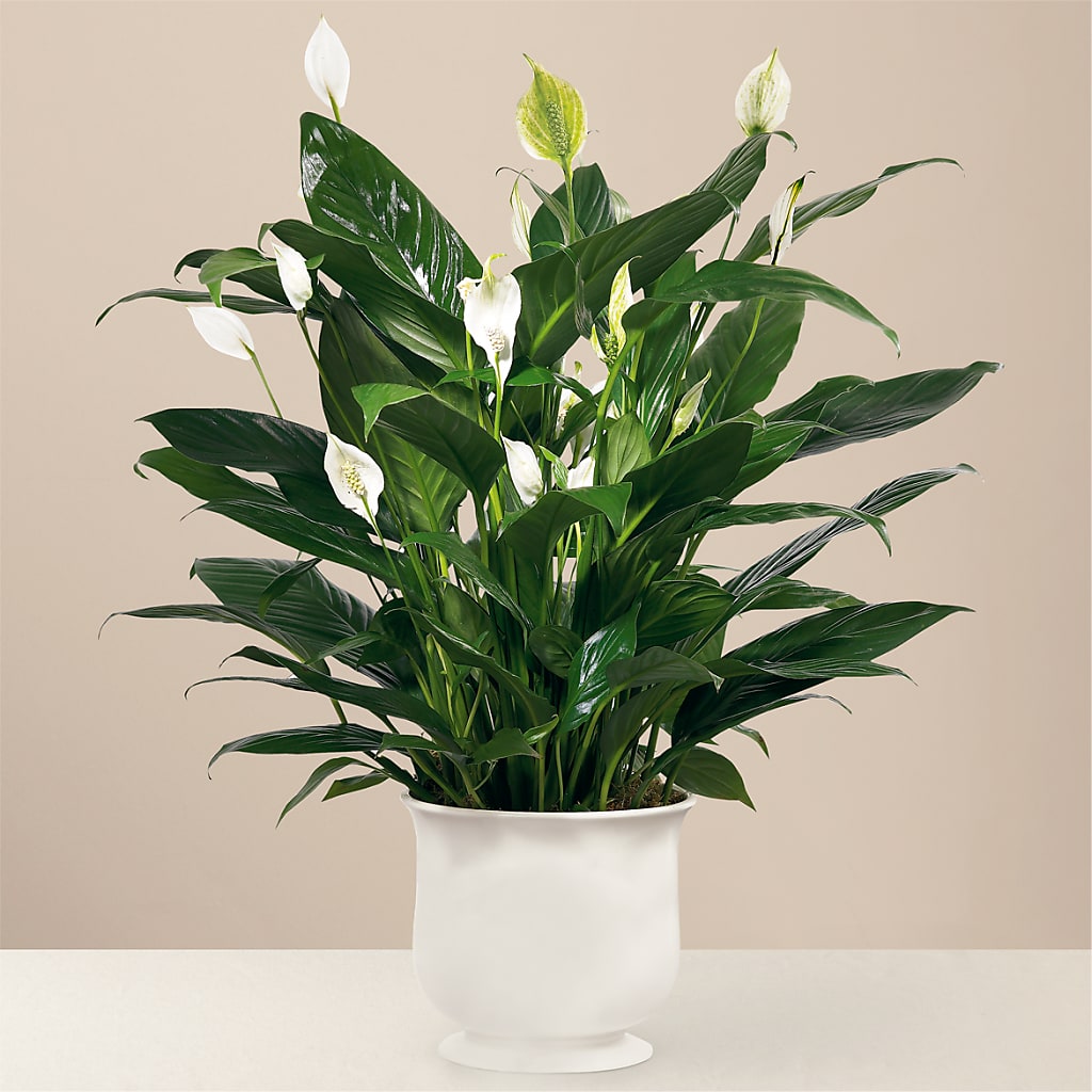 Comfort Planter – Overnightflowerdelivery.com, Tontitown AR