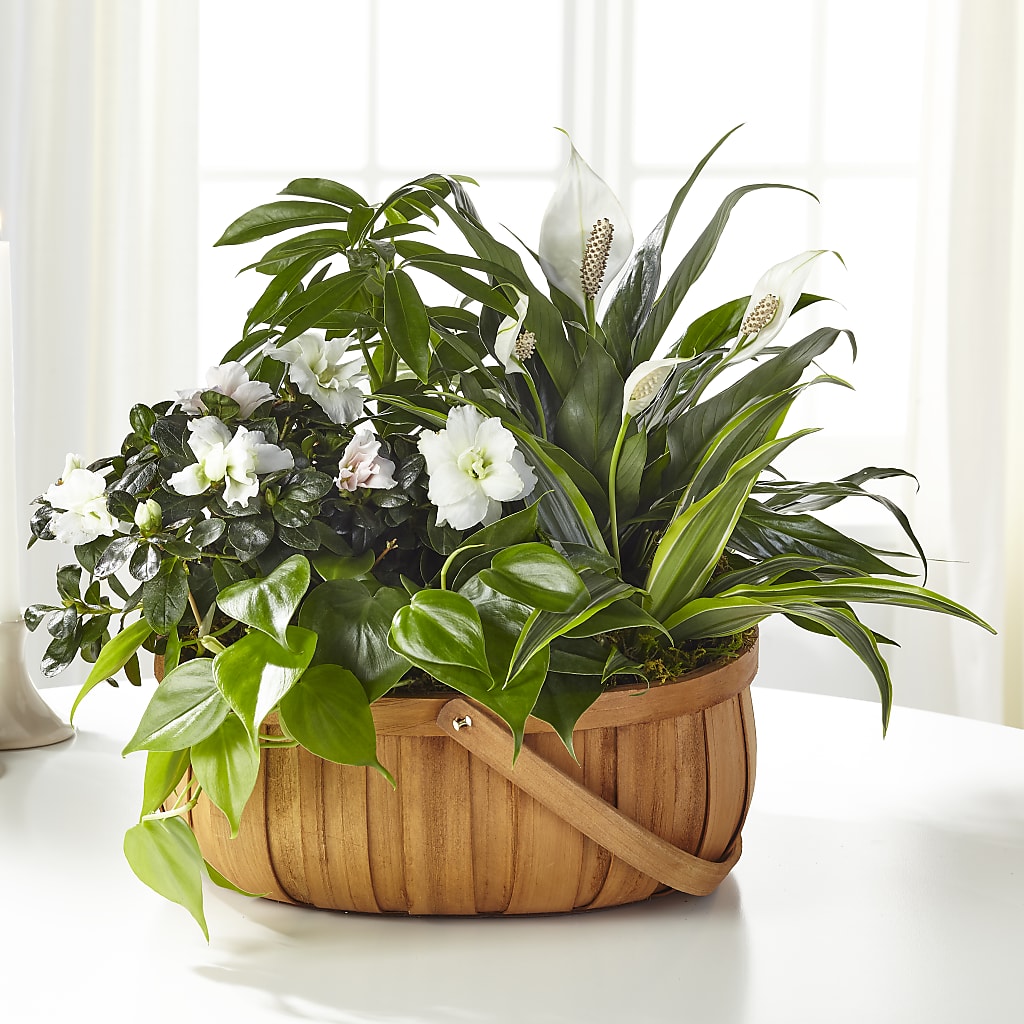 Serene Dishgarden – Overnightflowerdelivery.com, Tontitown AR