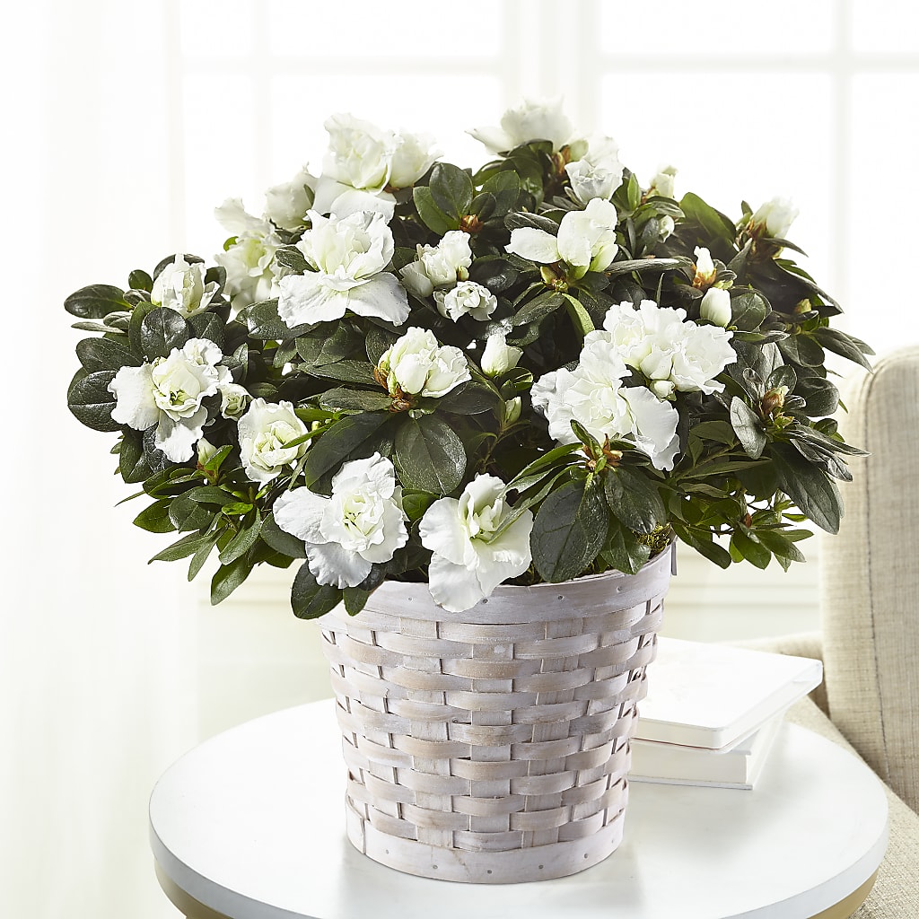 White Azalea Plant – Overnightflowerdelivery.com, Tontitown AR