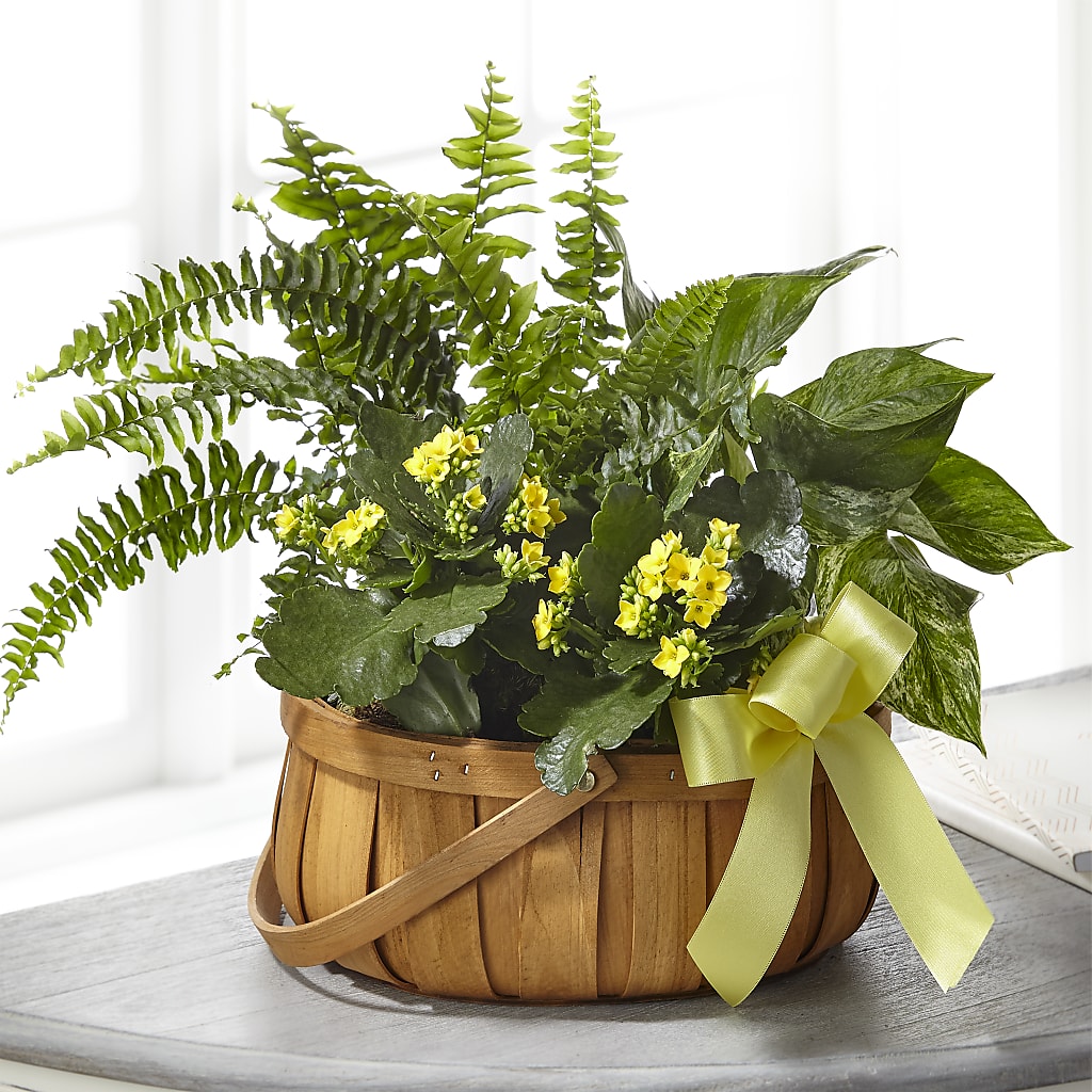 Always Dear Dishgarden – Overnightflowerdelivery.com, Tontitown AR