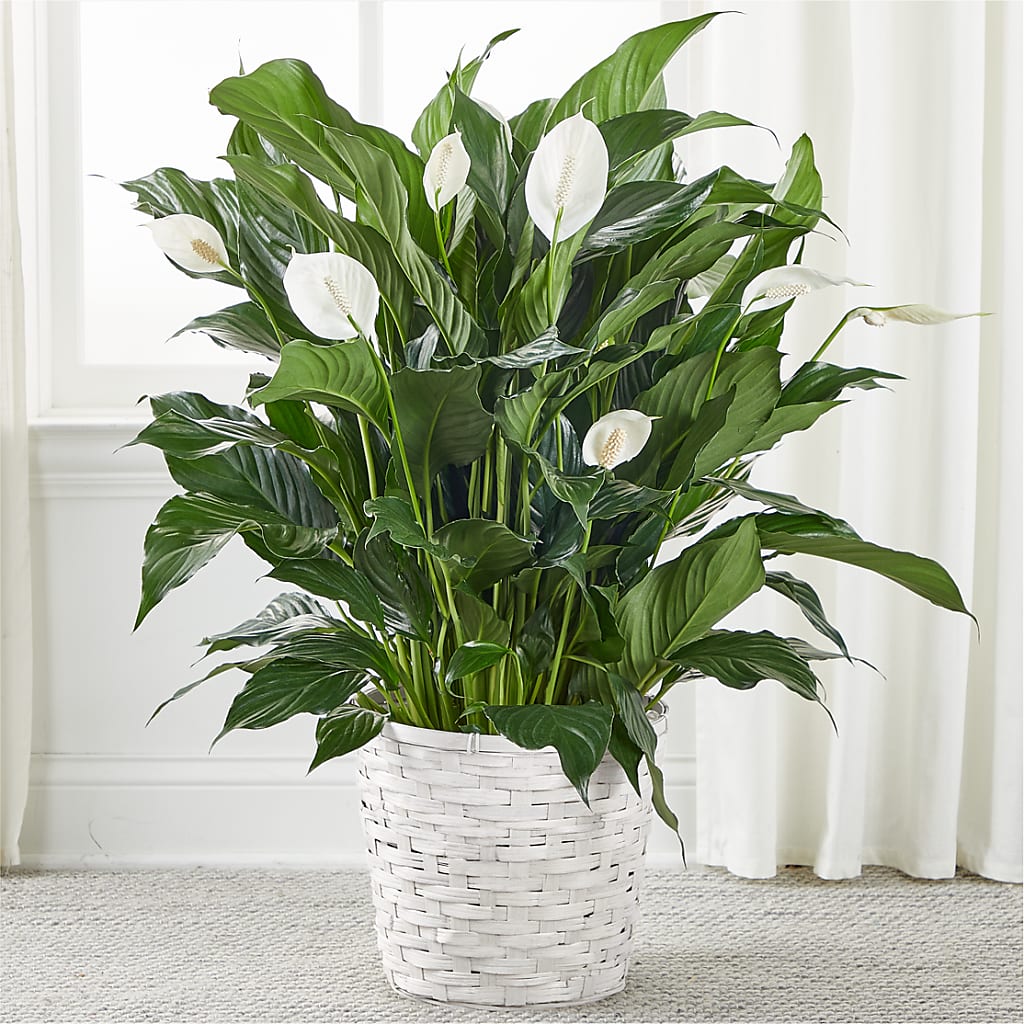 A New Leaf Peace Lily – Overnightflowerdelivery.com, Tontitown AR