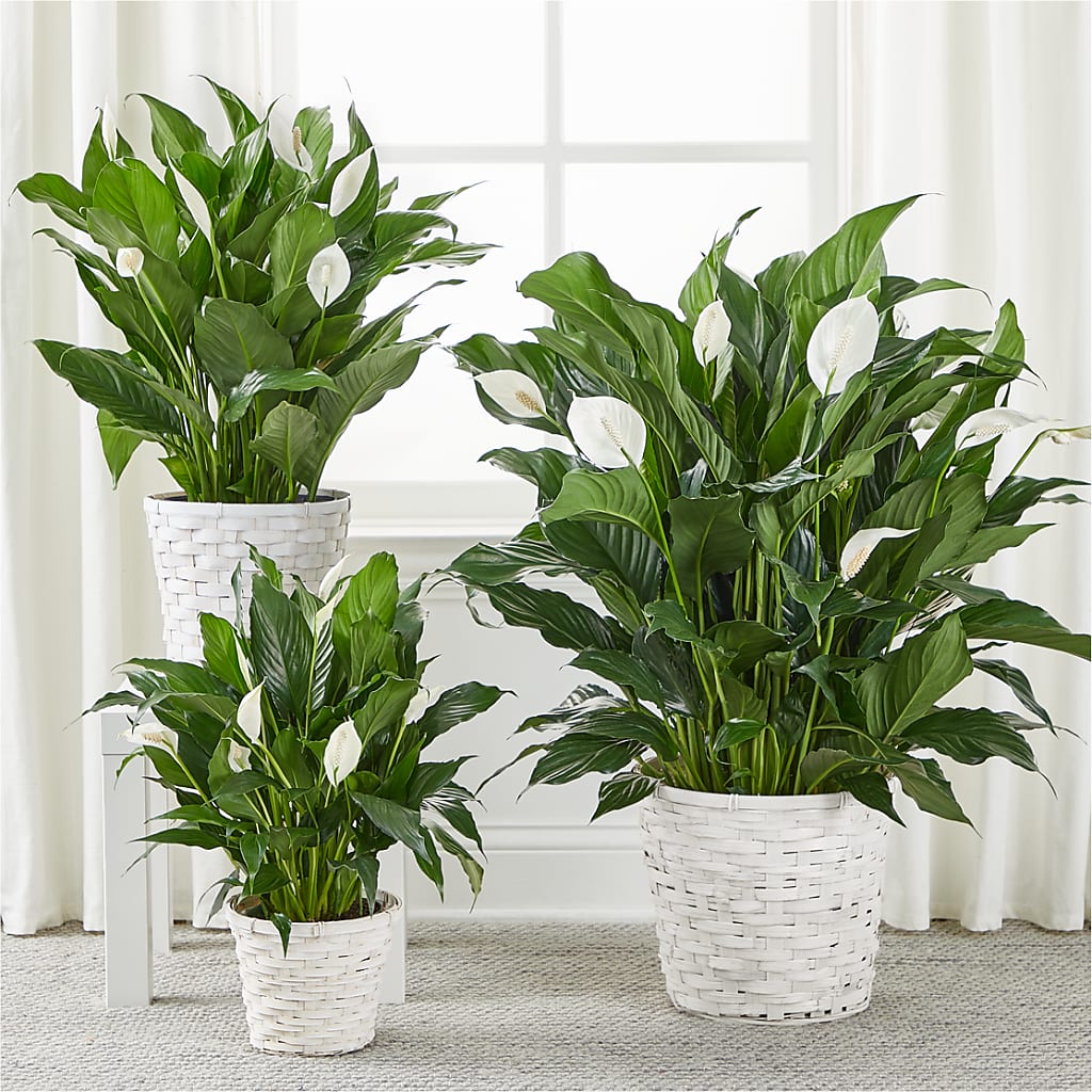 A New Leaf Peace Lily – Overnightflowerdelivery.com, Tontitown AR