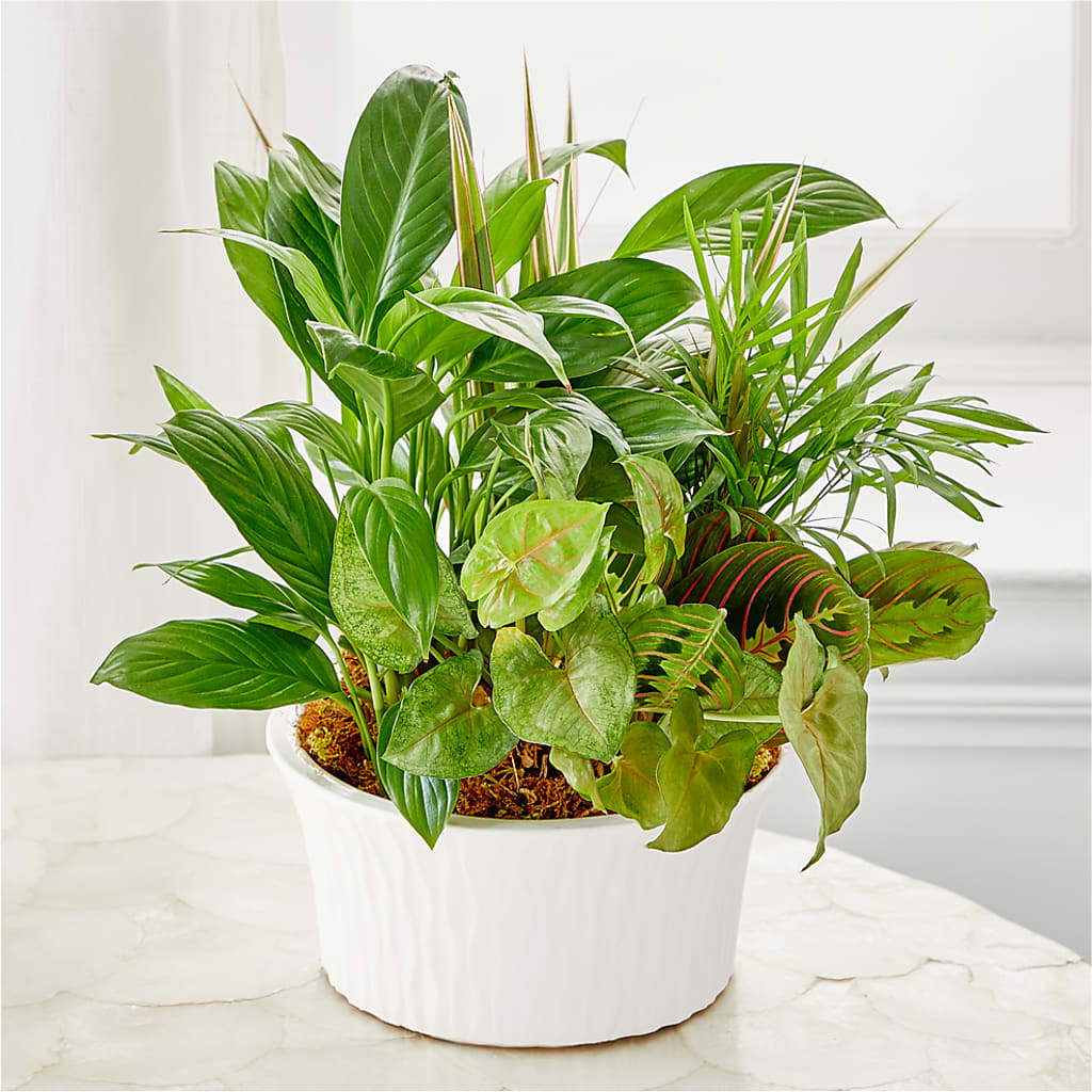 Balance & Harmony Dishgarden – Overnightflowerdelivery.com, Tontitown AR