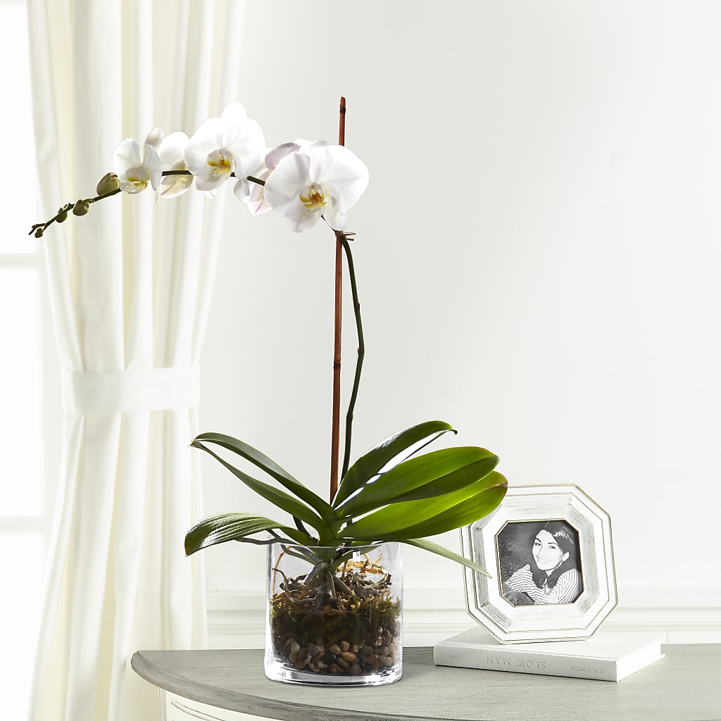 White Orchid Planter – Overnightflowerdelivery.com, Tontitown AR