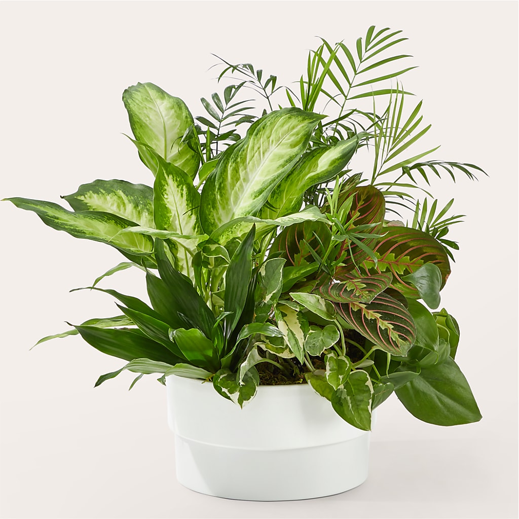 Radiating Positivity Dishgarden – Overnightflowerdelivery.com, Tontitown AR