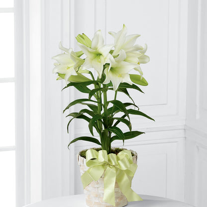 Easter Lily Plant –  Overnightflowerdelivery.com, Tontitown AR