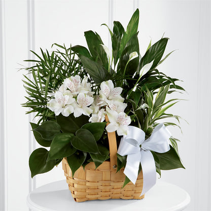 Peace & Serenity Dishgarden –  Overnightflowerdelivery.com, Tontitown AR