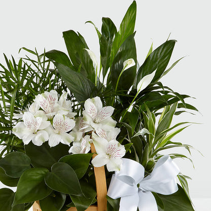 Peace & Serenity Dishgarden –  Overnightflowerdelivery.com, Tontitown AR