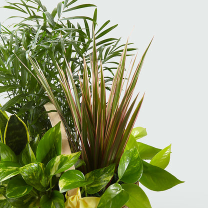 French Garden –  Overnightflowerdelivery.com, Tontitown AR
