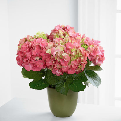 Pink Hydrangea Planter –  Overnightflowerdelivery.com, Tontitown AR