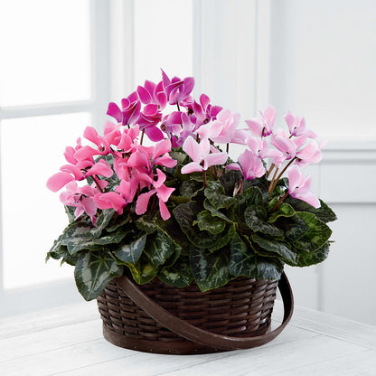 Mixed Cyclamen Planter –  Overnightflowerdelivery.com, Tontitown AR