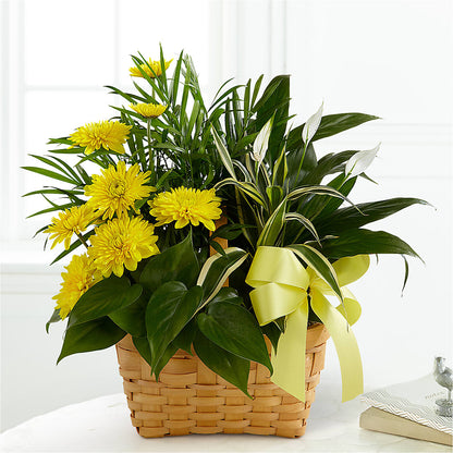 Loving Light Dishgarden –  Overnightflowerdelivery.com, Tontitown AR