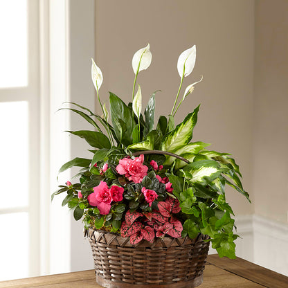 Dream in Pink Dishgarden –  Overnightflowerdelivery.com, Tontitown AR