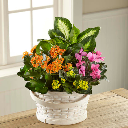 Color Crush Dishgarden –  Overnightflowerdelivery.com, Tontitown AR