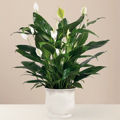 Comfort Planter –  Overnightflowerdelivery.com, Tontitown AR