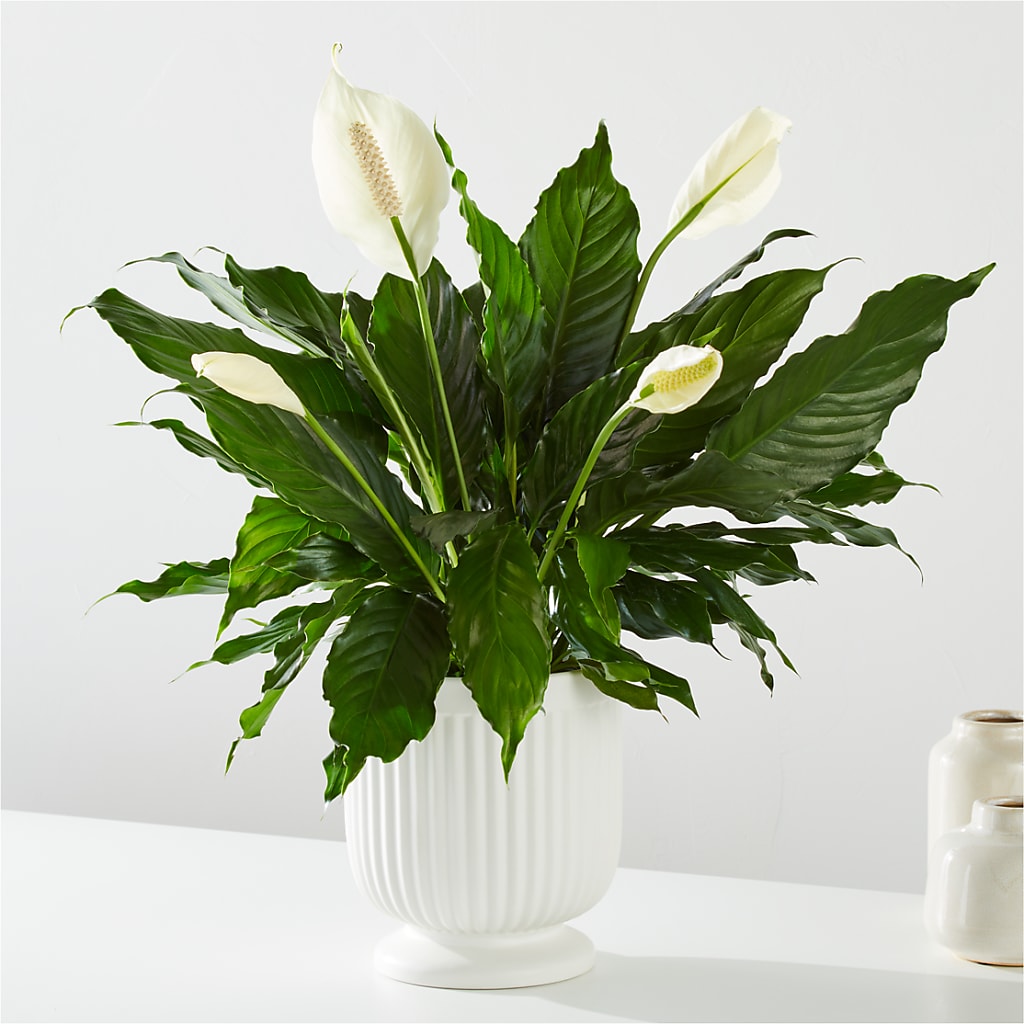 Comfort Planter –  Overnightflowerdelivery.com, Tontitown AR