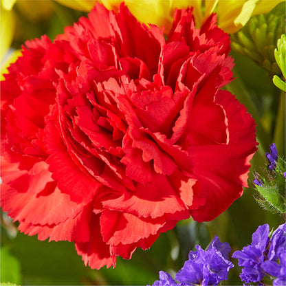 Brighter Days Bouquet –  Overnightflowerdelivery.com, Tontitown AR