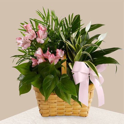 Living Spirit Dishgarden –  Overnightflowerdelivery.com, Tontitown AR