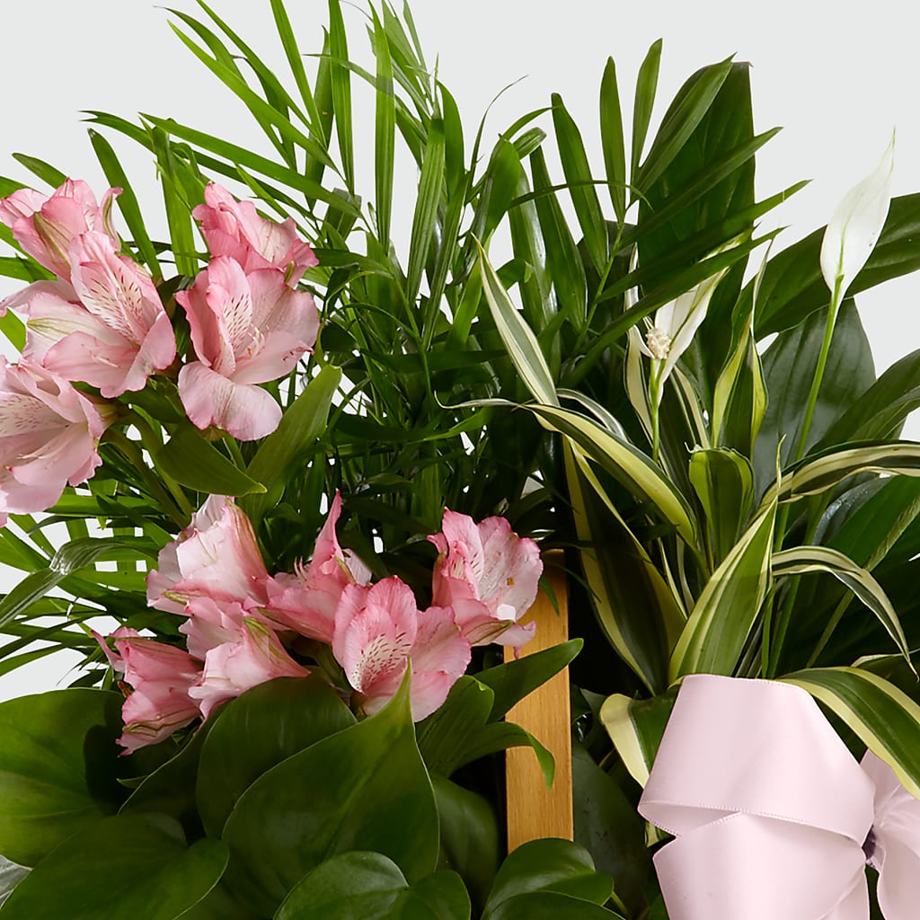 Living Spirit Dishgarden –  Overnightflowerdelivery.com, Tontitown AR