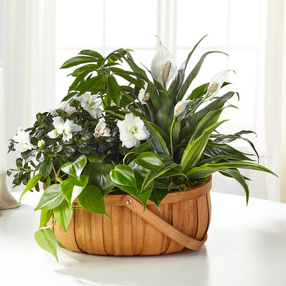 Serene Dishgarden –  Overnightflowerdelivery.com, Tontitown AR