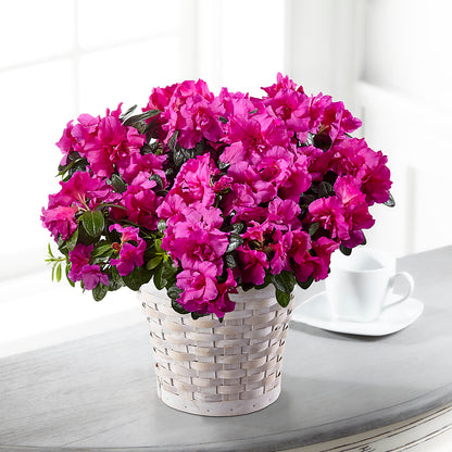 Hope & Serenity Azalea Plant –  Overnightflowerdelivery.com, Tontitown AR