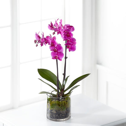 Pink Orchid Plant –  Overnightflowerdelivery.com, Tontitown AR