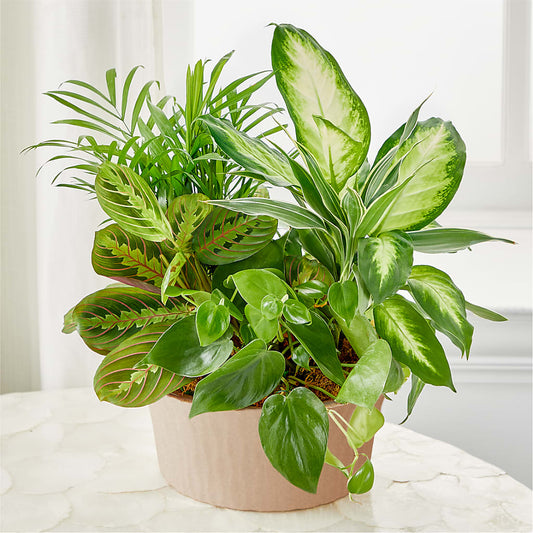 Balance & Harmony Dishgarden –  Overnightflowerdelivery.com, Tontitown AR