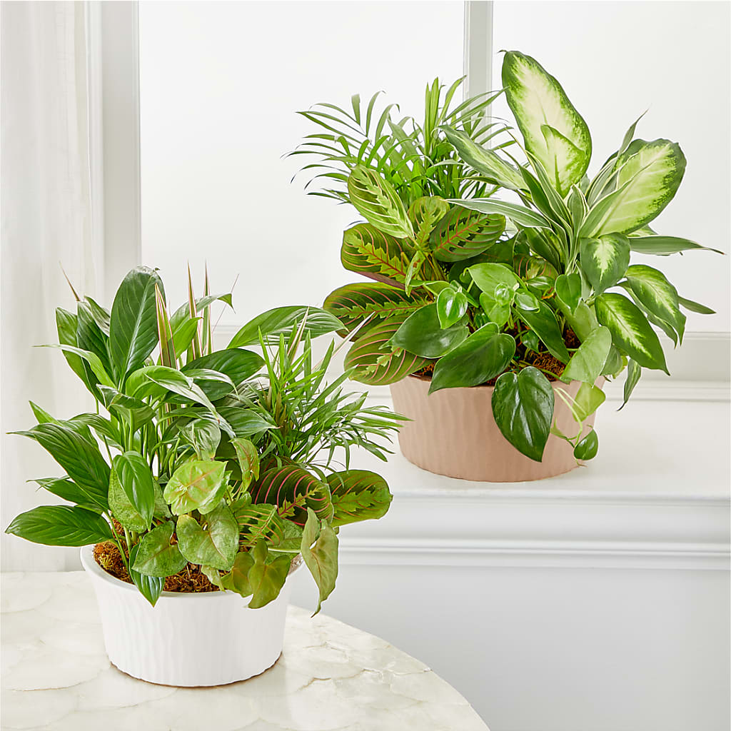 Balance & Harmony Dishgarden –  Overnightflowerdelivery.com, Tontitown AR