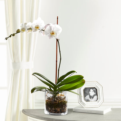 White Orchid Planter –  Overnightflowerdelivery.com, Tontitown AR